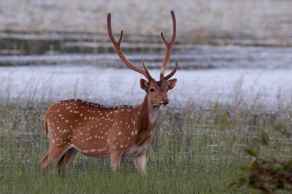 deer spot deer spot